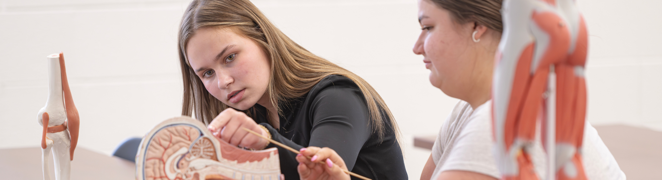 two student studying human brain anatomy